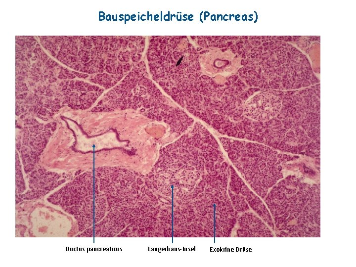Bauspeicheldrüse (Pancreas) Ductus pancreaticus Langerhans-Insel Exokrine Drüse 