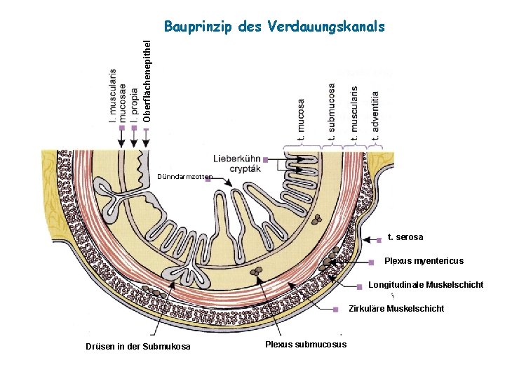 Oberflächenepithel Bauprinzip des Verdauungskanals Dünndarmzotten t. serosa Plexus myentericus Longitudinale Muskelschicht Zirkuläre Muskelschicht Drüsen