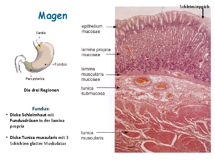Magen Cardia Fundus Pars pylorica Die drei Regionen Fundus: • Dicke Schleimhaut mit Fundusdrüsen