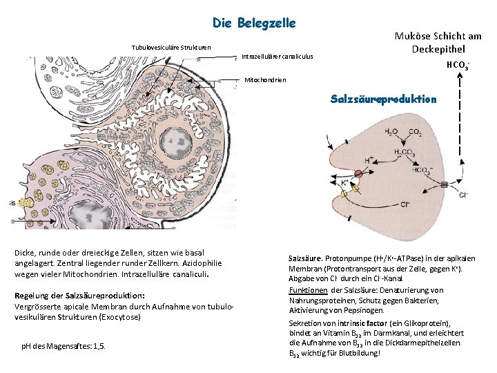 Die Belegzelle Tubulovesiculäre Strukturen Intrazellulärer canaliculus Muköse Schicht am Deckepithel HCO 3 - Mitochondrien