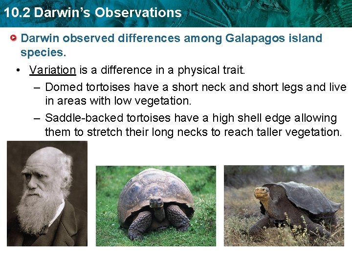 10. 2 Darwin’s Observations Darwin observed differences among Galapagos island species. • Variation is