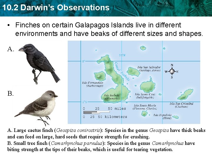 10. 2 Darwin’s Observations • Finches on certain Galapagos Islands live in different environments