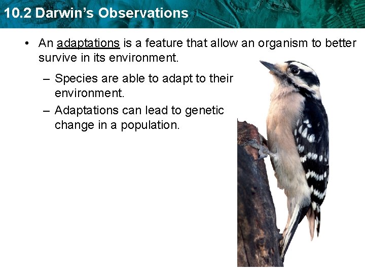 10. 2 Darwin’s Observations • An adaptations is a feature that allow an organism