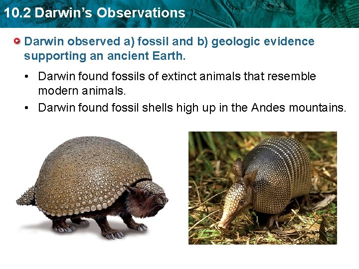 10. 2 Darwin’s Observations Darwin observed a) fossil and b) geologic evidence supporting an