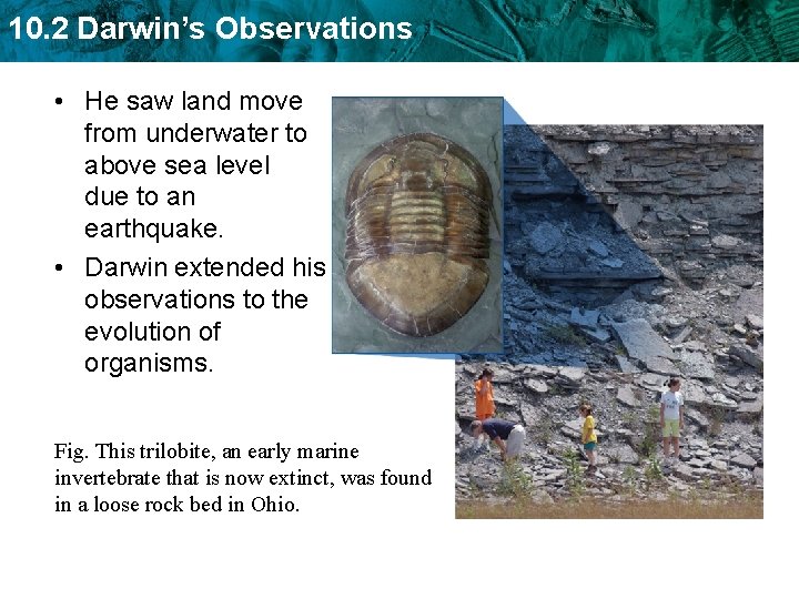 10. 2 Darwin’s Observations • He saw land move from underwater to above sea