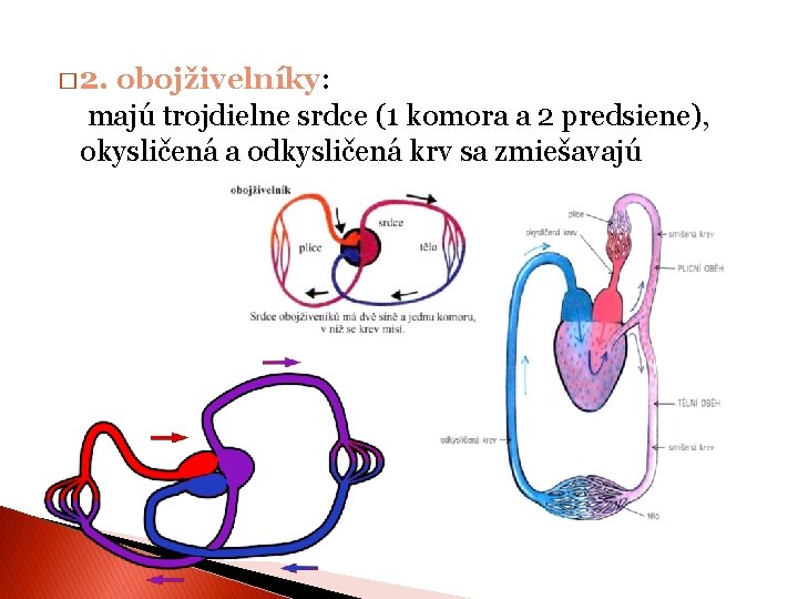 � 2. obojživelníky: majú trojdielne srdce (1 komora a 2 predsiene), okysličená a odkysličená