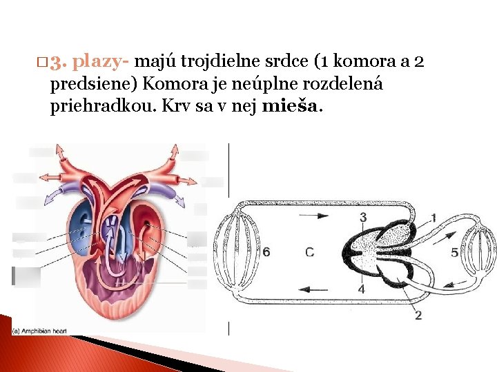 � 3. plazy- majú trojdielne srdce (1 komora a 2 predsiene) Komora je neúplne