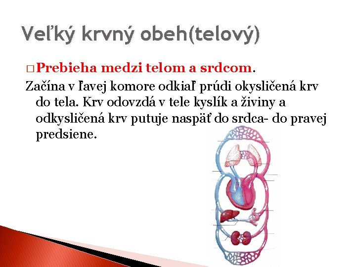 Veľký krvný obeh(telový) � Prebieha medzi telom a srdcom. Začína v ľavej komore odkiaľ