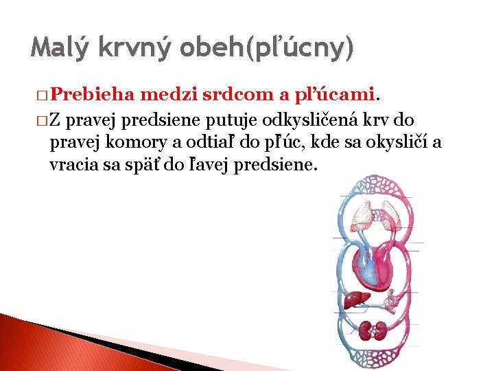 Malý krvný obeh(pľúcny) � Prebieha medzi srdcom a pľúcami. � Z pravej predsiene putuje