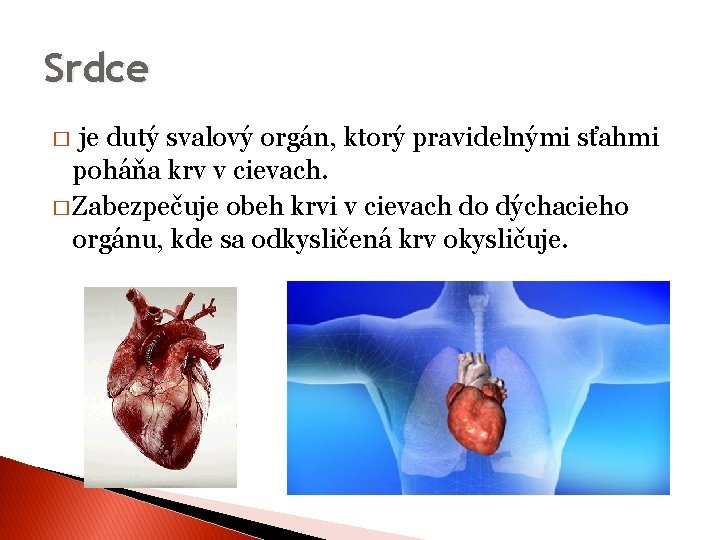 Srdce je dutý svalový orgán, ktorý pravidelnými sťahmi poháňa krv v cievach. � Zabezpečuje