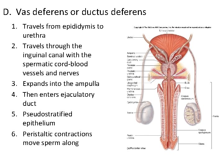 D. Vas deferens or ductus deferens 1. Travels from epididymis to urethra 2. Travels