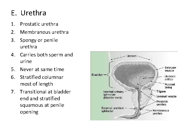 E. Urethra 1. Prostatic urethra 2. Membranous urethra 3. Spongy or penile urethra 4.