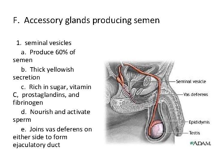 F. Accessory glands producing semen 1. seminal vesicles a. Produce 60% of semen b.