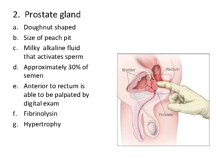 2. Prostate gland a. Doughnut shaped b. Size of peach pit c. Milky alkaline