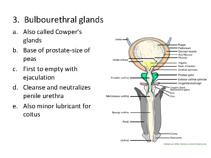 3. Bulbourethral glands a. Also called Cowper’s glands b. Base of prostate-size of peas