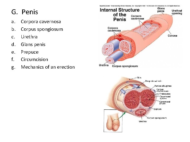G. Penis a. b. c. d. e. f. g. Corpora cavernosa Corpus spongiosum Urethra