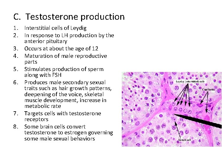 C. Testosterone production 1. Interstitial cells of Leydig 2. In response to LH production
