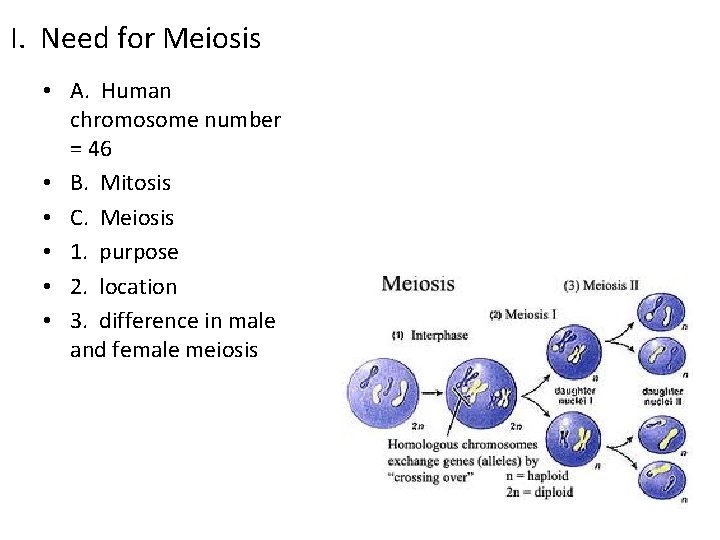 I. Need for Meiosis • A. Human chromosome number = 46 • B. Mitosis
