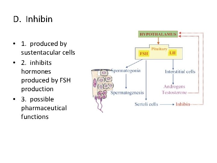 D. Inhibin • 1. produced by sustentacular cells • 2. inhibits hormones produced by