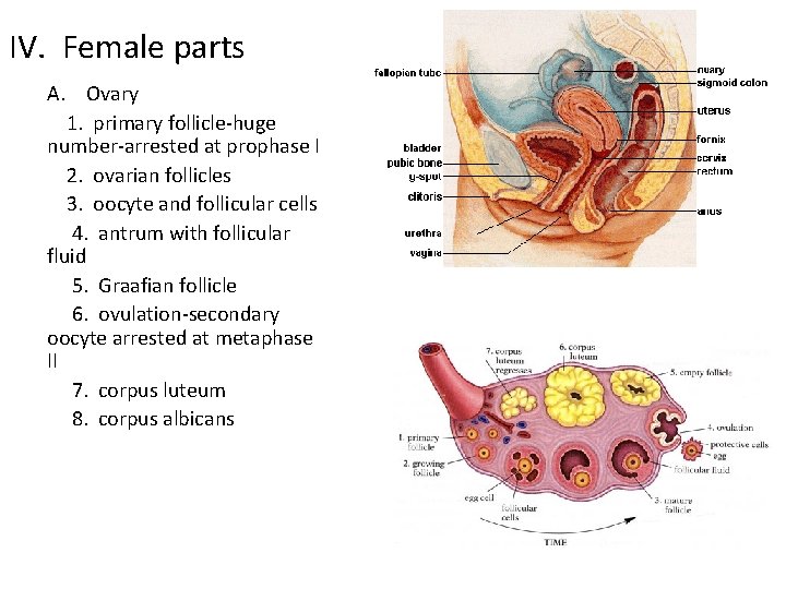 IV. Female parts A. Ovary 1. primary follicle-huge number-arrested at prophase I 2. ovarian