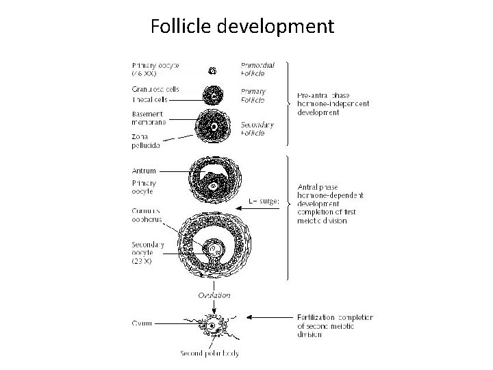 Follicle development 