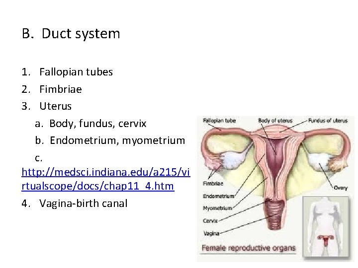 B. Duct system 1. Fallopian tubes 2. Fimbriae 3. Uterus a. Body, fundus, cervix