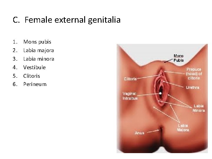 C. Female external genitalia 1. 2. 3. 4. 5. 6. Mons pubis Labia majora