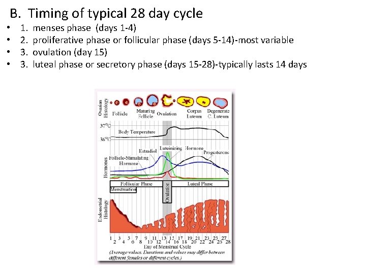 B. Timing of typical 28 day cycle • • 1. 2. 3. 3. menses