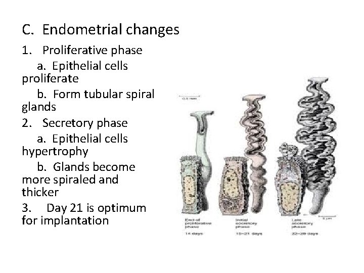 C. Endometrial changes 1. Proliferative phase a. Epithelial cells proliferate b. Form tubular spiral