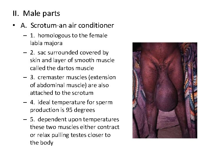 II. Male parts • A. Scrotum-an air conditioner – 1. homologous to the female