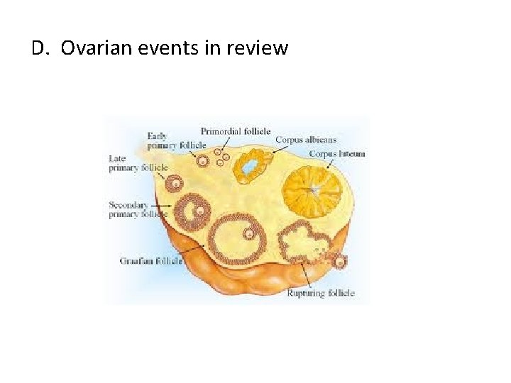 D. Ovarian events in review 