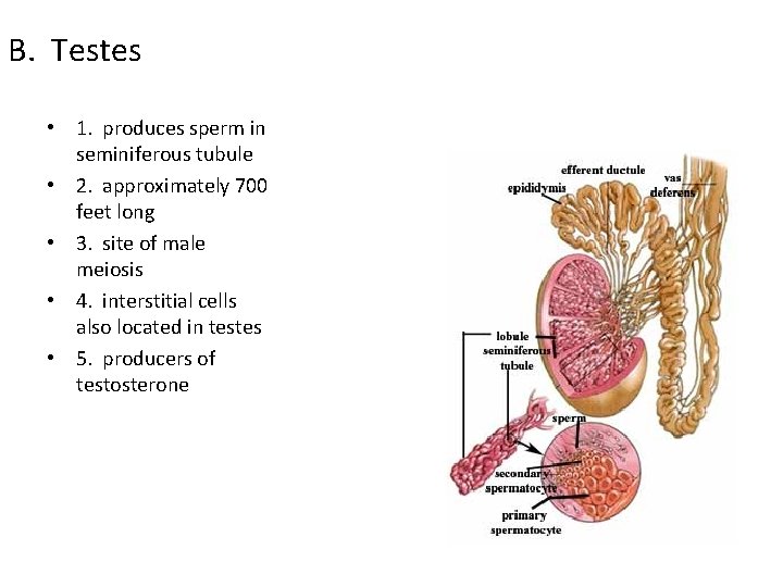 B. Testes • 1. produces sperm in seminiferous tubule • 2. approximately 700 feet