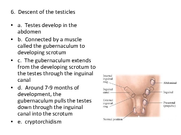 6. Descent of the testicles • a. Testes develop in the abdomen • b.