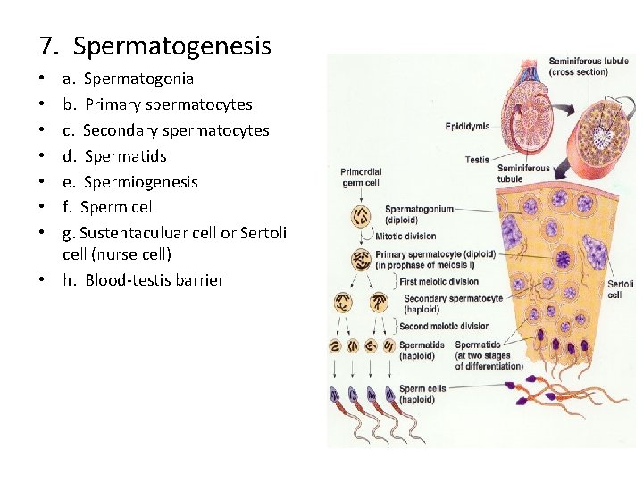 7. Spermatogenesis a. Spermatogonia b. Primary spermatocytes c. Secondary spermatocytes d. Spermatids e. Spermiogenesis