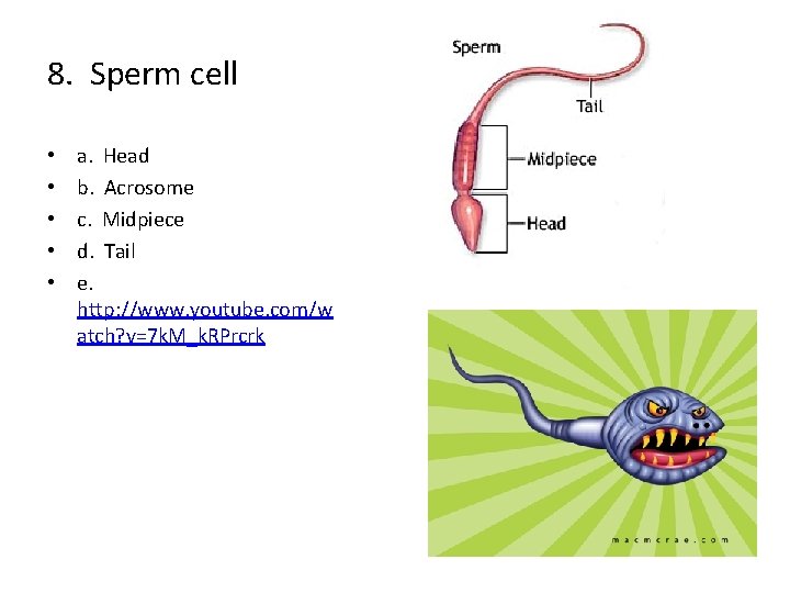 8. Sperm cell • • • a. Head b. Acrosome c. Midpiece d. Tail