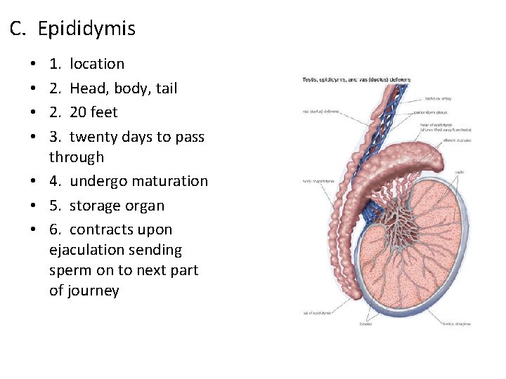 C. Epididymis 1. location 2. Head, body, tail 2. 20 feet 3. twenty days