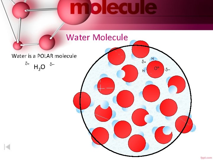 Water Molecule Water is a POLAR molecule + H 2 O - + H+