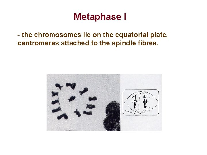 Metaphase I - the chromosomes lie on the equatorial plate, centromeres attached to the