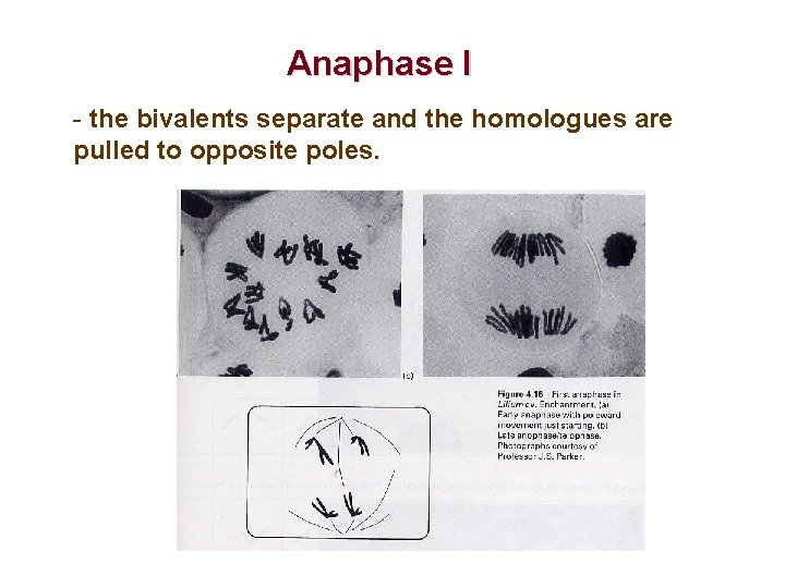 Anaphase I - the bivalents separate and the homologues are pulled to opposite poles. Anaphase I - the bivalents separate and the homologues are pulled to opposite poles.