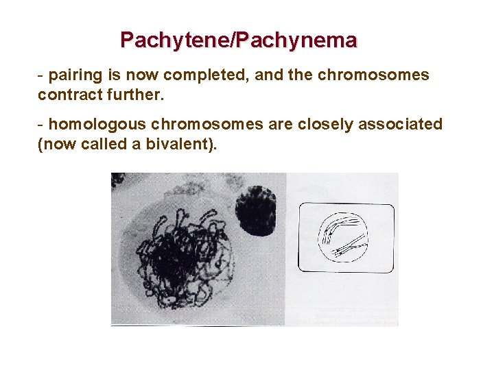 Pachytene/Pachynema - pairing is now completed, and the chromosomes contract further. - homologous chromosomes