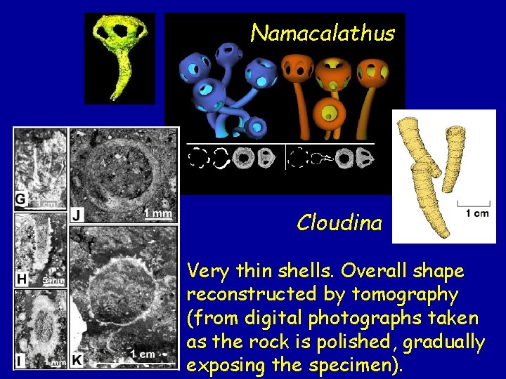 Namacalathus Cloudina Very thin shells. Overall shape reconstructed by tomography (from digital photographs taken