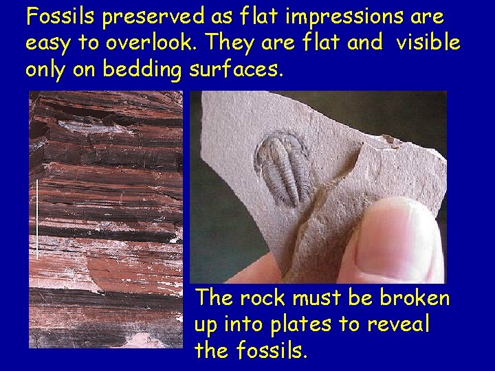 Fossils preserved as flat impressions are easy to overlook. They are flat and visible