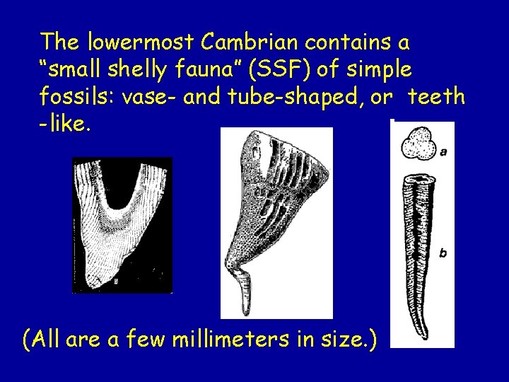 The lowermost Cambrian contains a “small shelly fauna” (SSF) of simple fossils: vase- and