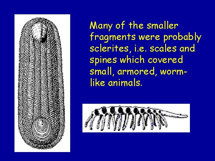 Many of the smaller fragments were probably sclerites, i. e. scales and spines which