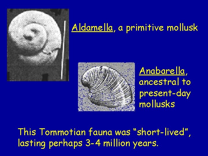 Aldamella, a primitive mollusk Anabarella, ancestral to present-day mollusks This Tommotian fauna was “short-lived”,