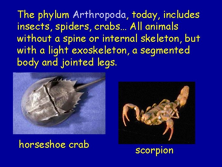 The phylum Arthropoda, today, includes insects, spiders, crabs… All animals without a spine or