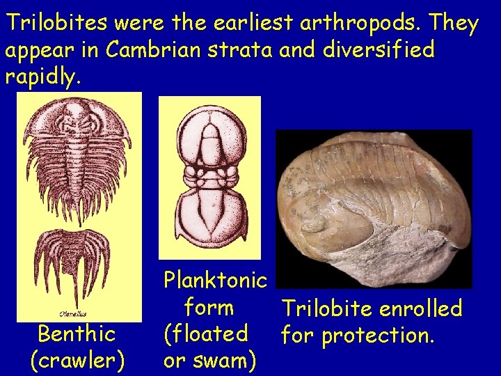 Trilobites were the earliest arthropods. They appear in Cambrian strata and diversified rapidly. Benthic
