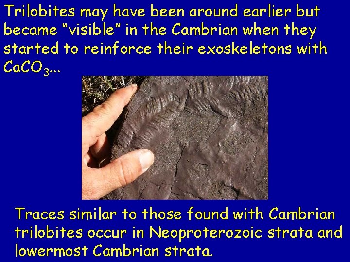 Trilobites may have been around earlier but became “visible” in the Cambrian when they