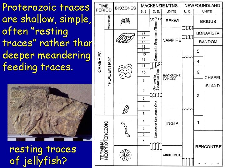 Proterozoic traces are shallow, simple, often “resting traces” rather than deeper meandering feeding traces.
