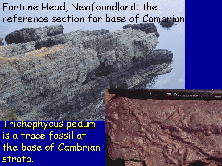Fortune Head, Newfoundland: the reference section for base of Cambrian Trichophycus pedum is a